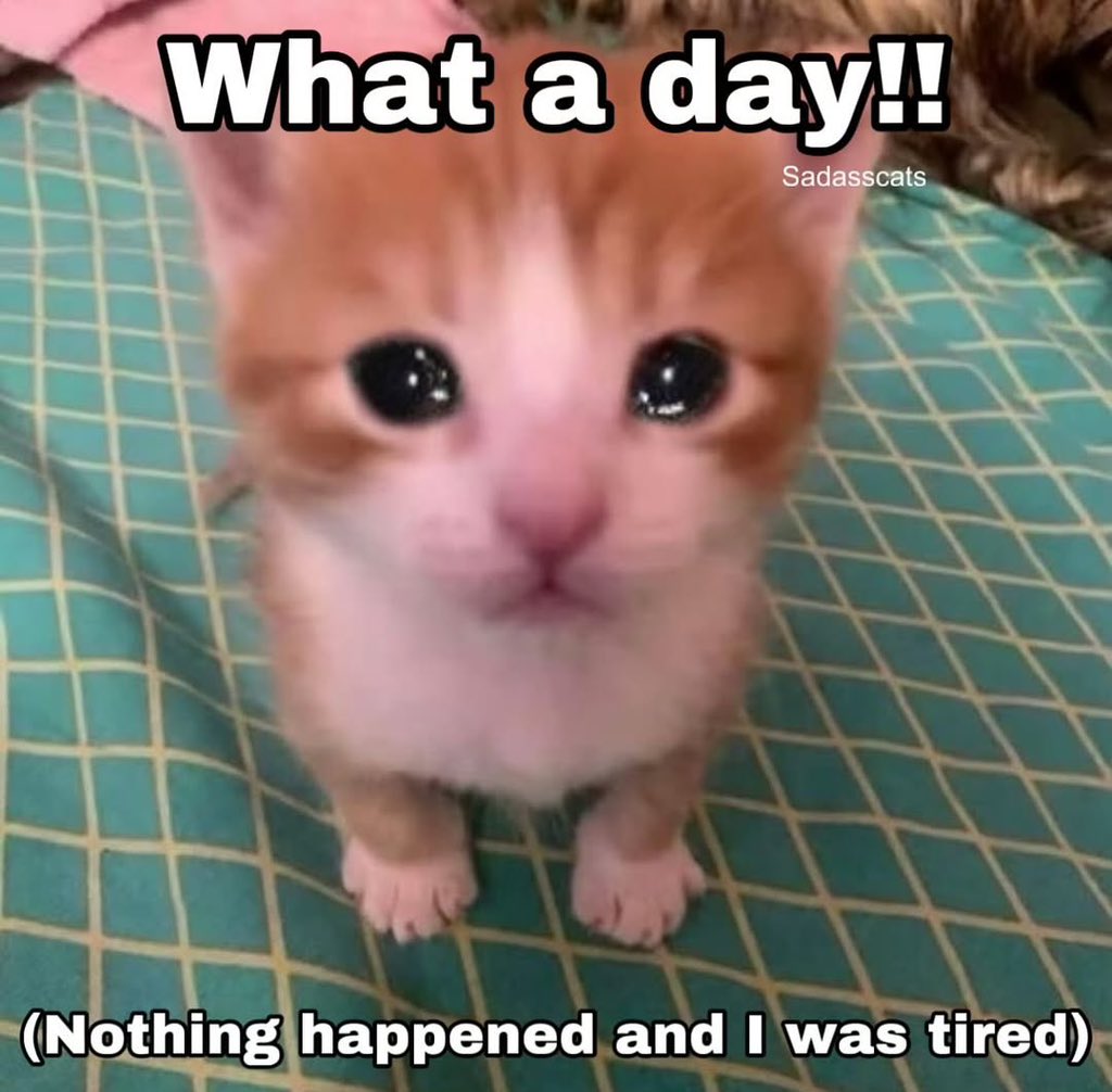 LiterallyMeCats (@literallymecats) on Twitter photo 