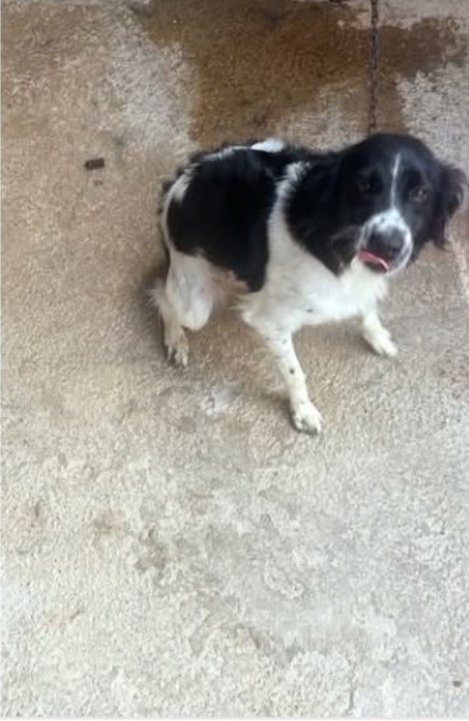 BurkManuela's tweet photo. SOS 🆘 🆘 SOOS 💔
🚨TIENE QUE
                SALIR DE AHÍ 🚨

Solo tiene un añito 
Está aterrorizada
porque la han maltratado
mucho. La maltratan. 
Necesita un buen HOGAR 
Está en #Sevilla
pero puede 🚗 viajar
https://t.co/Xn5wA0D0qm https://t.co/gbcill6N8A