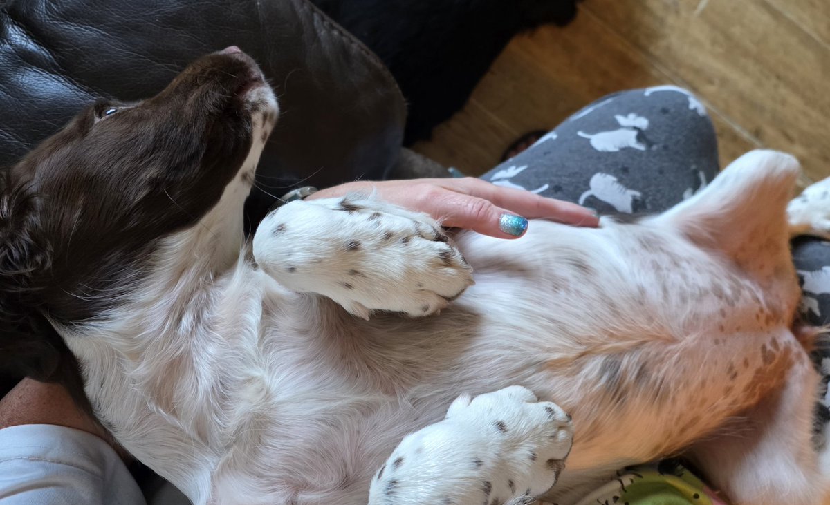 Mrs C's magic settee 🐶🐶🐶🐶🐶🐶🐶🐶🐶🐶🐈⬛ tweet media