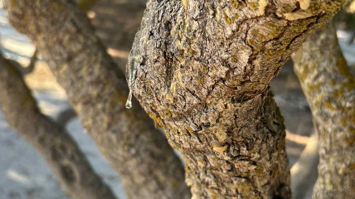 A translucent mastic ‘tear’ on #Chios bark - a natural thermoset 🧐