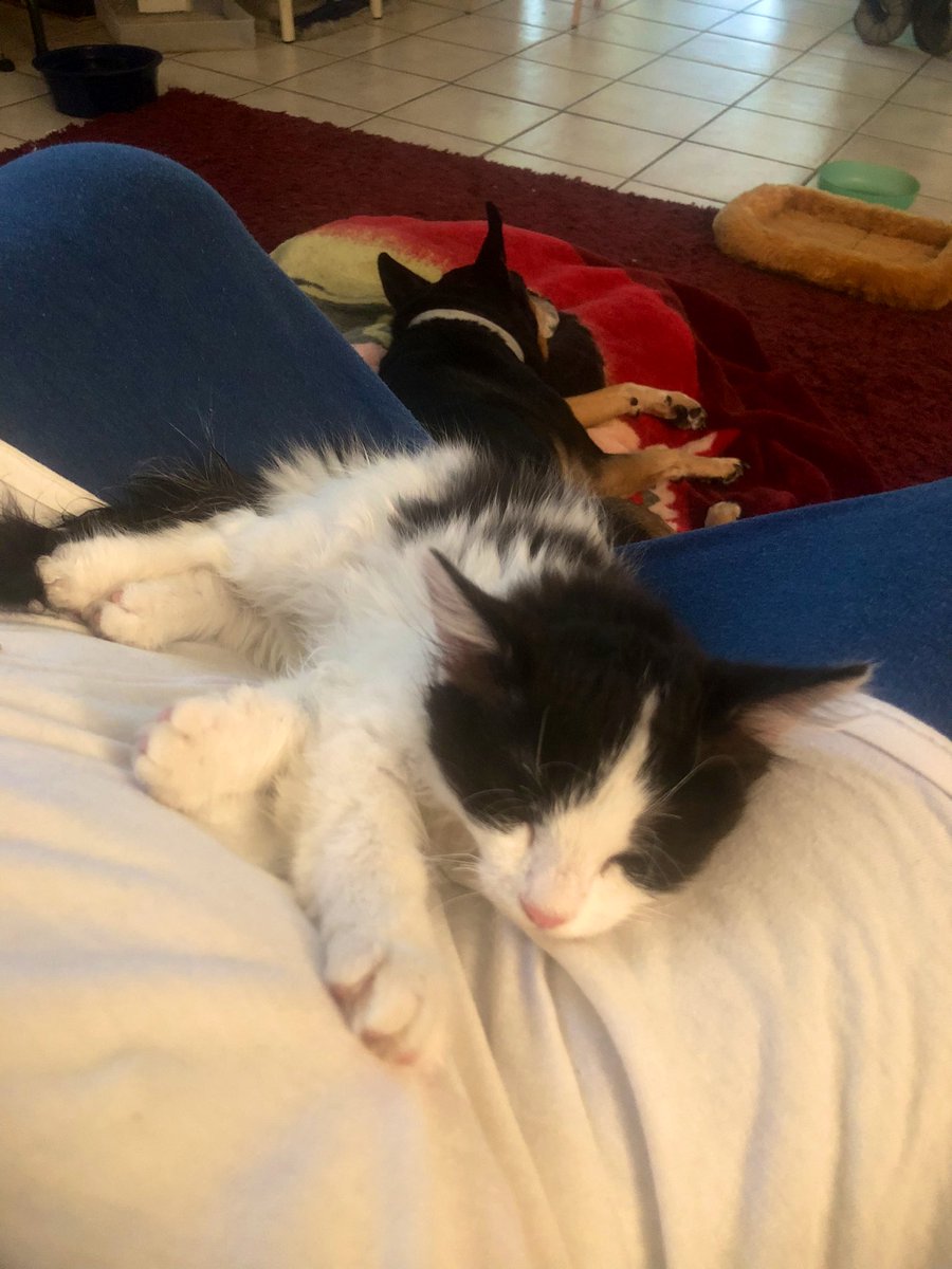 I’ve got a crotch cat. Little Oreo decided to curl up right after she finished her lunch. She looks so much like her mama and older sister. They have the same black and white markings. Oreo look like she’s going to be a fluffy cat though. #cat  #caturday