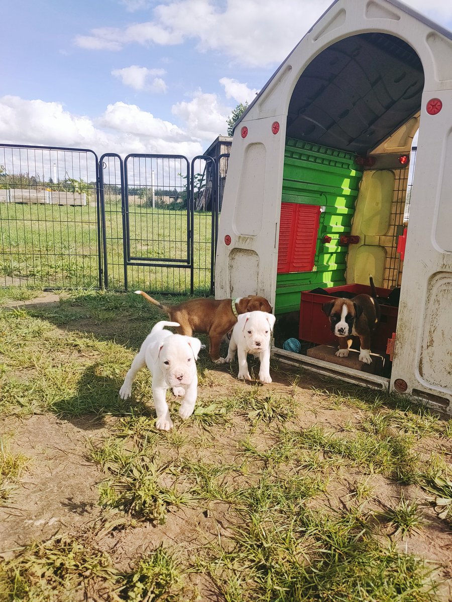 War heute bei einer Freundin und die haben zur Zeit Boxer-Welpen. Die sind soo süß und ich habe noch nie weiße Boxer gesehen, die waren einfach insane cute! 😍
