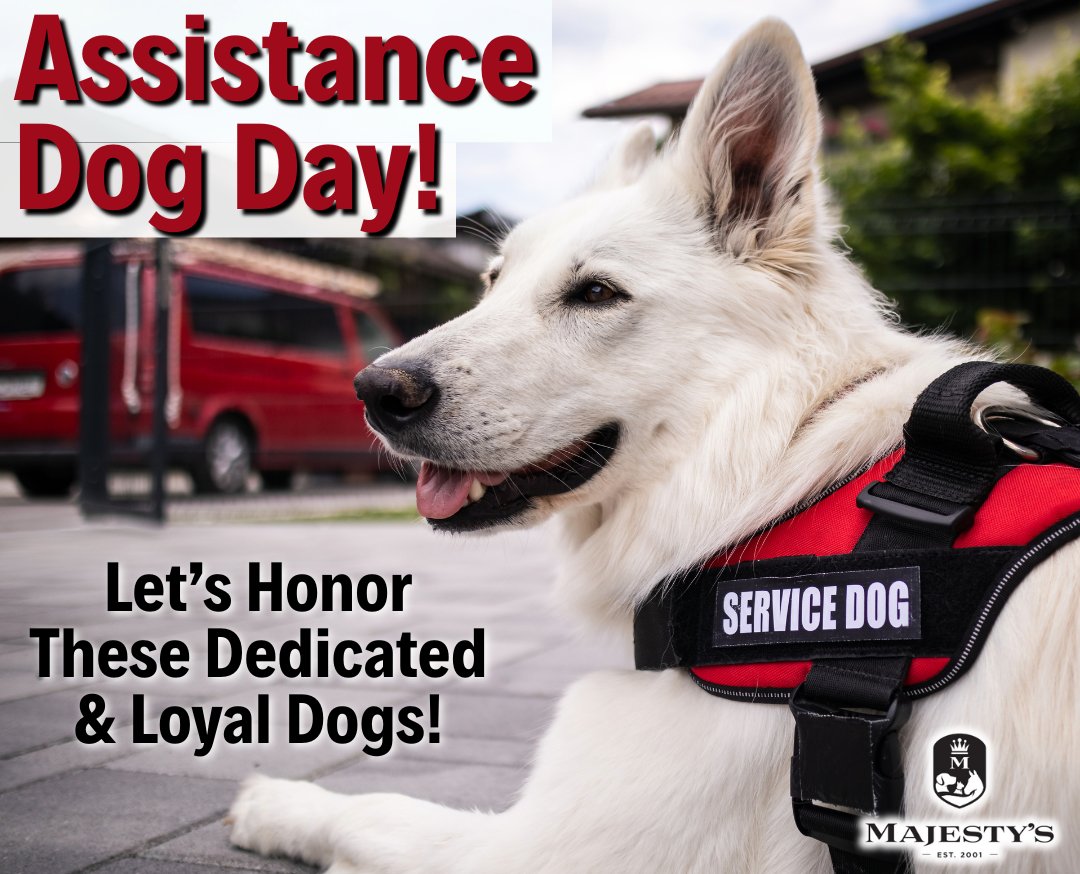 Majestys_Wafers's tweet photo. Dogs are a man’s best friend because of their loyalty and dedication, but assistant dogs take this to a whole new level! 🐶💗
#majestys #majestysanimalnutrition #dogs #dogsofinstagram #dogstagram #ilovemydog #dogsarefamily #doglife #healthydog #doghealth https://t.co/EuDv626RUk