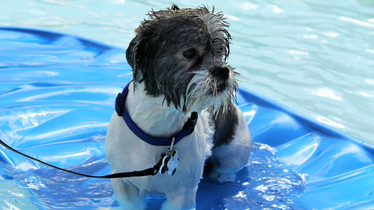 🐾💦 Splash into fun at the Puppy Pool Party! 💦🐾
🐶 Sun, Aug 17 | 4–6PM
📍 Oak Ridge Outdoor Pool
🎟️ $5/dog or bring pet food donation
🐕 Dogs must be 6mo+, non-aggressive, &amp; vax’d
🚫 No human swimming
👉 ayrs.io/3r6fmZ