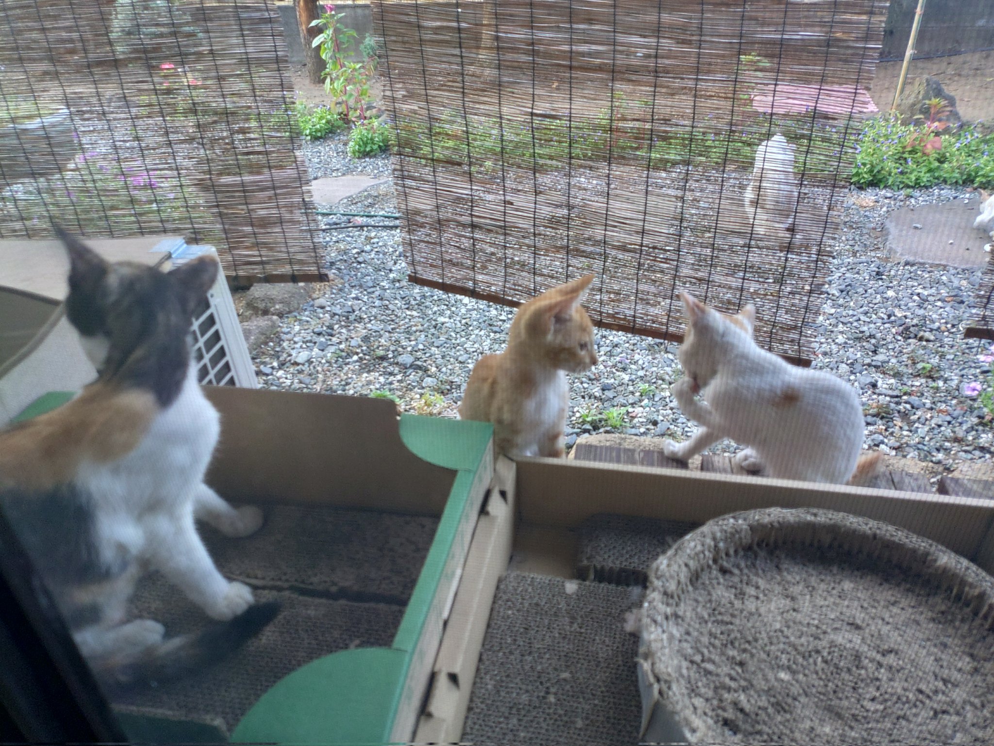 猫派 六角陣 Next→未定 on X: 