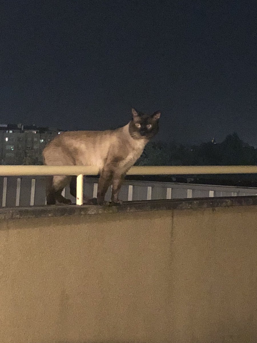 O gato dos telhados