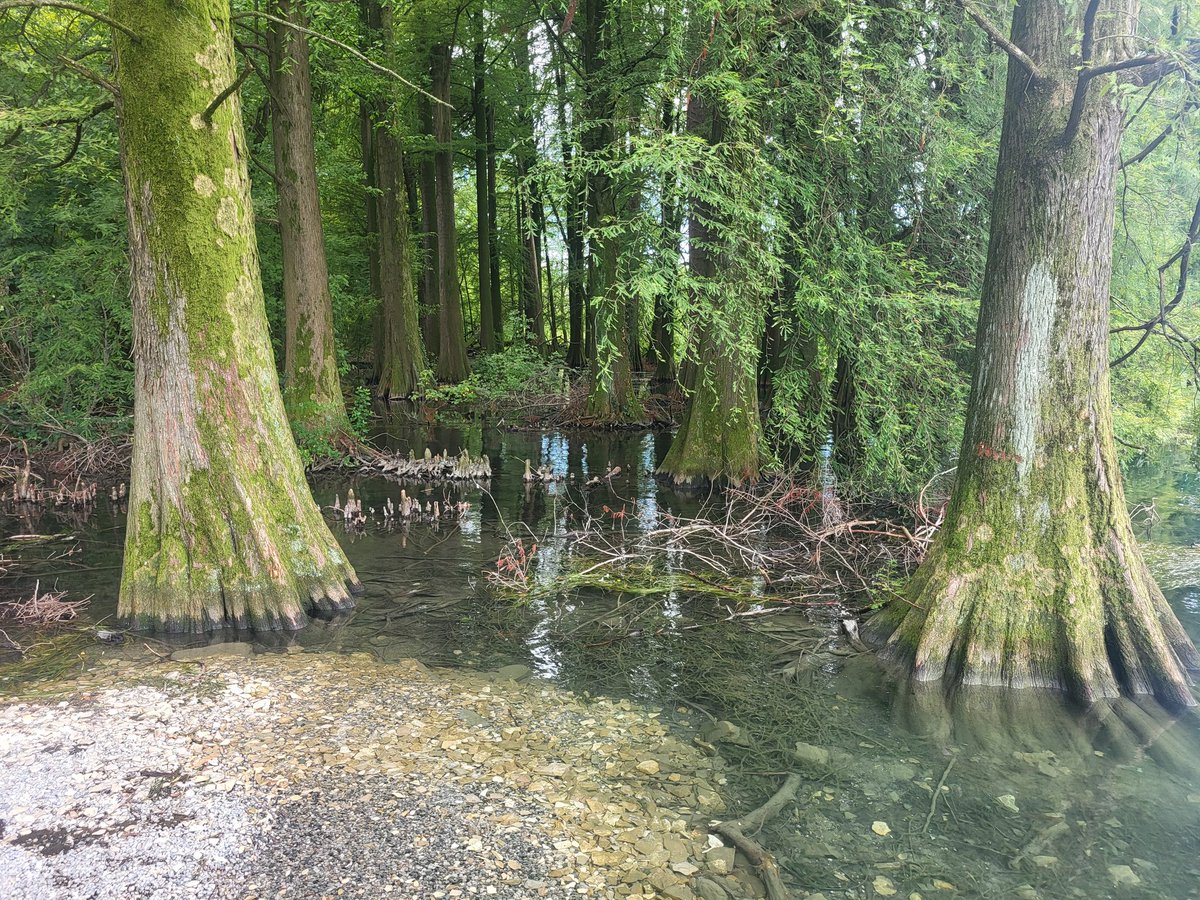 ColucciLc's tweet photo. @LucaColucci1 @TurismoBergamo @antocadei @bigbenchapp @InfoLagoIseo @visitlakeiseo @RivadiSolto_ @radiolombardia @ProLocoVigolo @prolocopredore @VISITBERGAMO @visitbergamo1 @VisitBergamo_EN @VisitBergamo_DE @VisitBergamo_FR @PrimaBergamo @Bergamoesport @VivereBergamo @montagne_paesi https://t.co/TQZo0MT8WP
@PiacereIseo #paratico #brescia #boscodeitaxodi https://t.co/qV8IFoptZ9