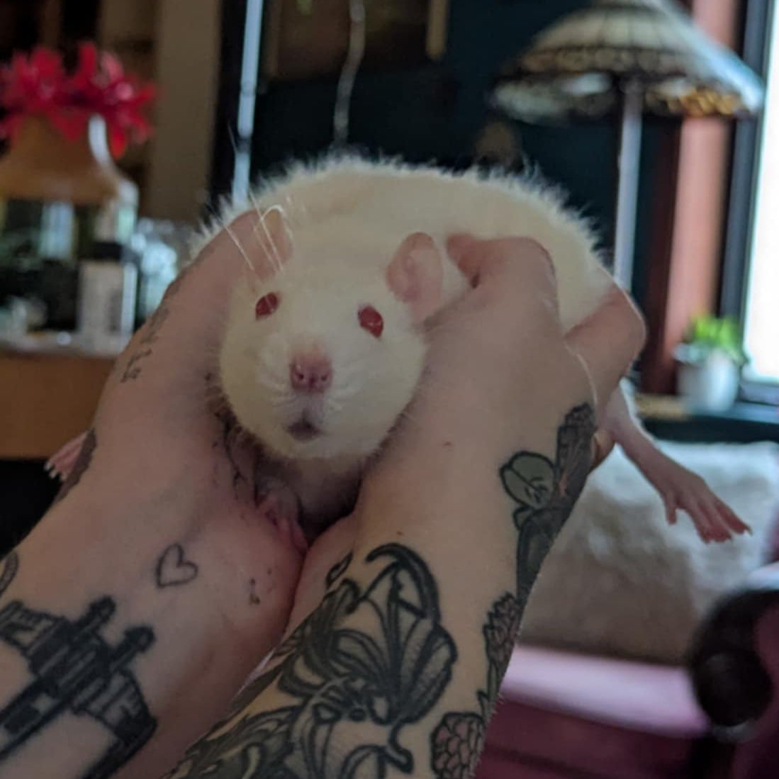 Stop what you are doing and look at Bobas feets!!!