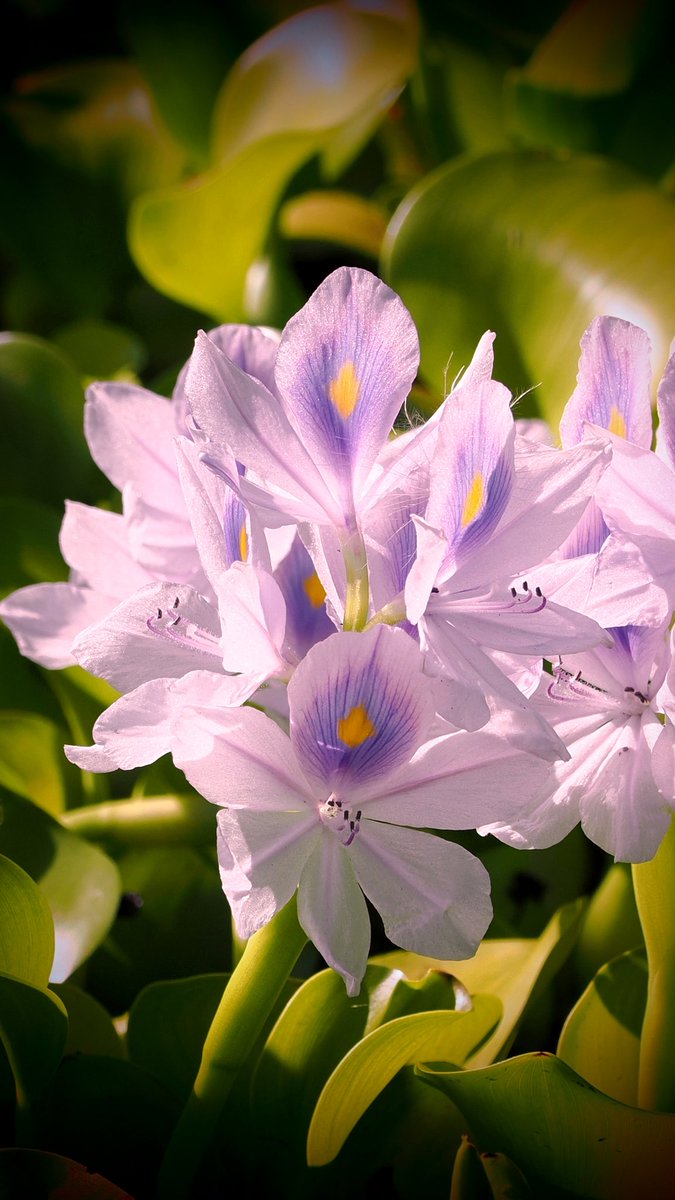 西陽を浴びるホテイアオイ