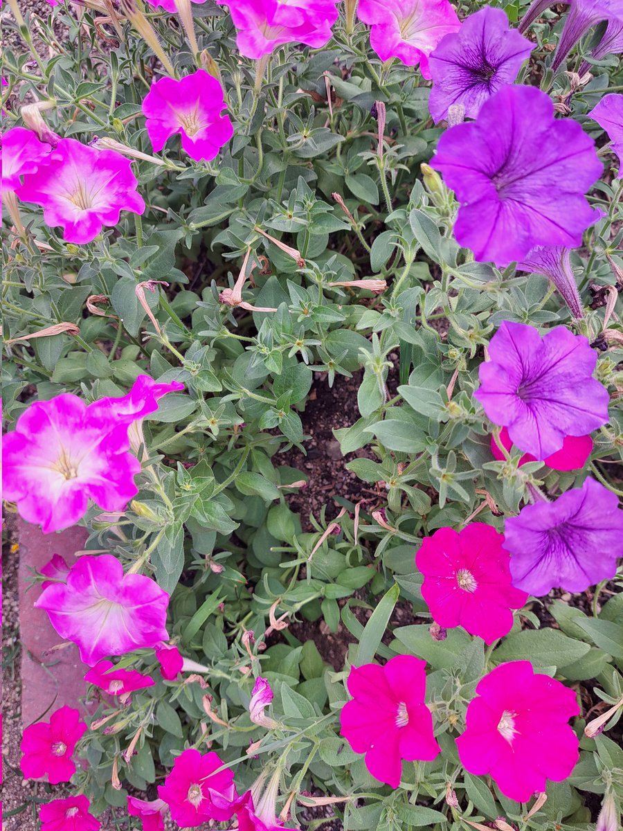 花壇の花です。