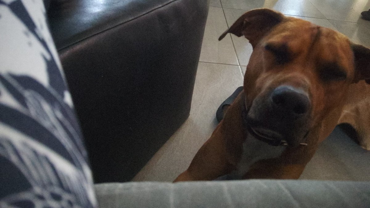 AmazingEliZz's tweet photo. Una delle scelte più belle della mia vita... Il canile❤️ #Dexter #pitbull https://t.co/yEpJwNjafl