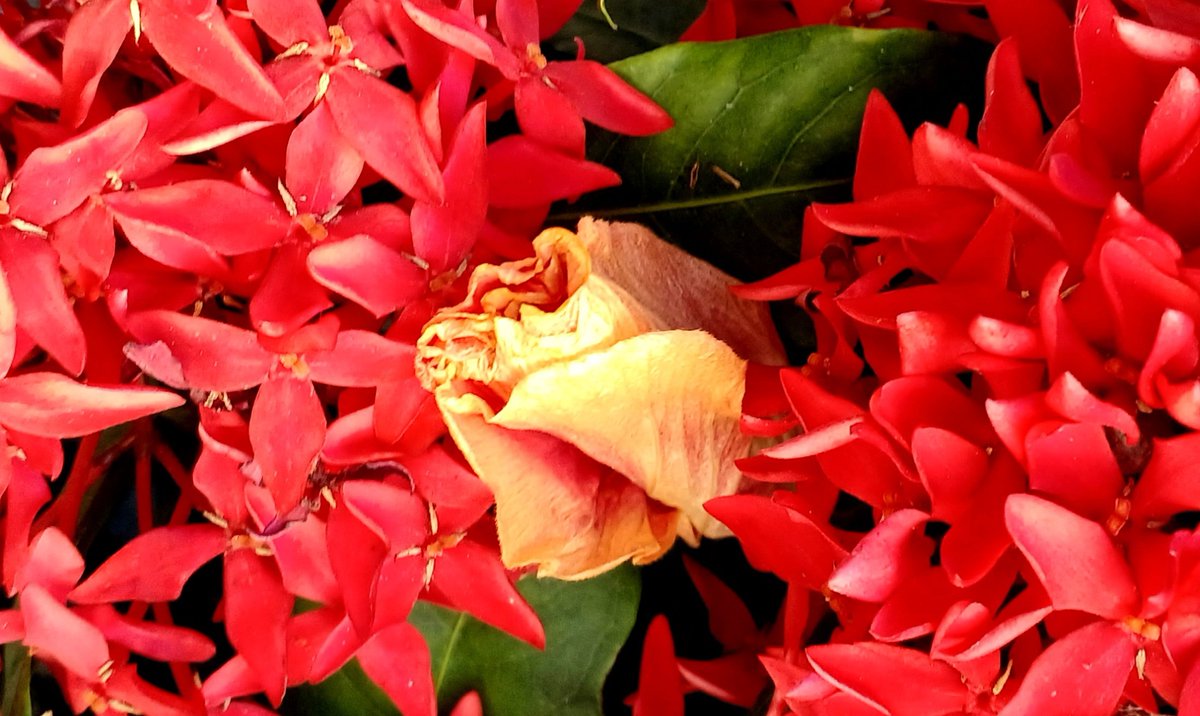 ♦︎ なおこ❤️素敵なご縁に感謝❤️様御専用ページ♦︎ おこた🌸🩶 on X: 
