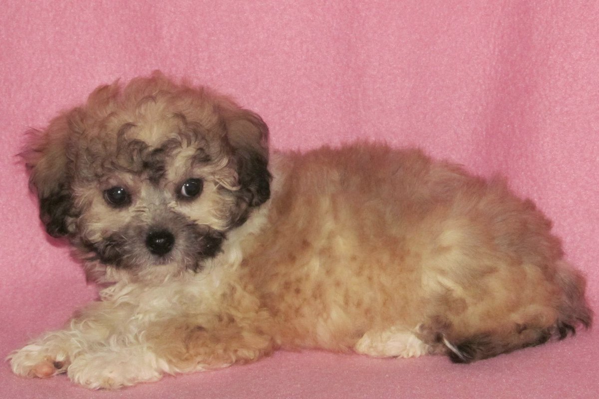 Infected Puppet tweet media