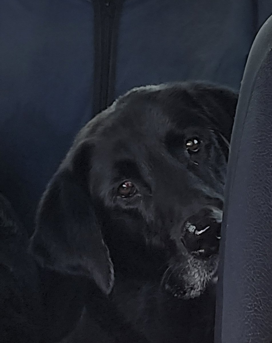 #PostAFavPic4VioletAug25
Begins with O 😋
Oreo McFlurry Mom had as a treat  the other day 
I had a spoonful on our 🚗 ride 😋😋😋
Lucky me 😋