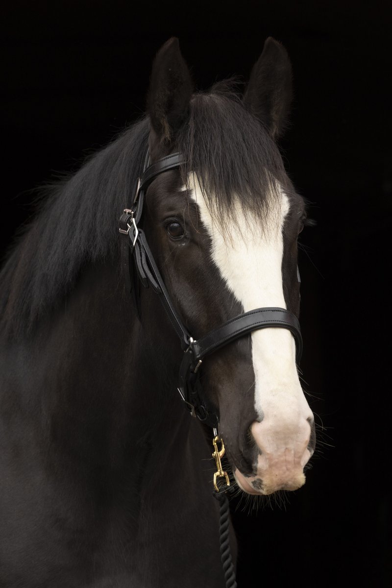 The OPS Mounted Unit Clydesdales are chosen for their calm temperaments and intelligence — perfect traits for working in busy urban environments.
Arran is full of character and always keeps us guessing. Whether he’s tossing his halter around for fun or strutting under saddle,