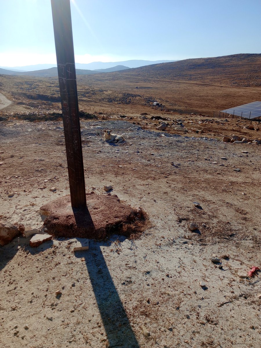 SSDRESCU's tweet image. Sostoanimals@gmail.com💔😭😔😔🆘🆘🙏🙏We will not talk to the picture is the one who talks about the suffering of these poor and homeless animals here in my country of Syria Please help and mercy with a small pledge for the price of a link to Bibal at first Tweet Please 😭😔🆘🙏