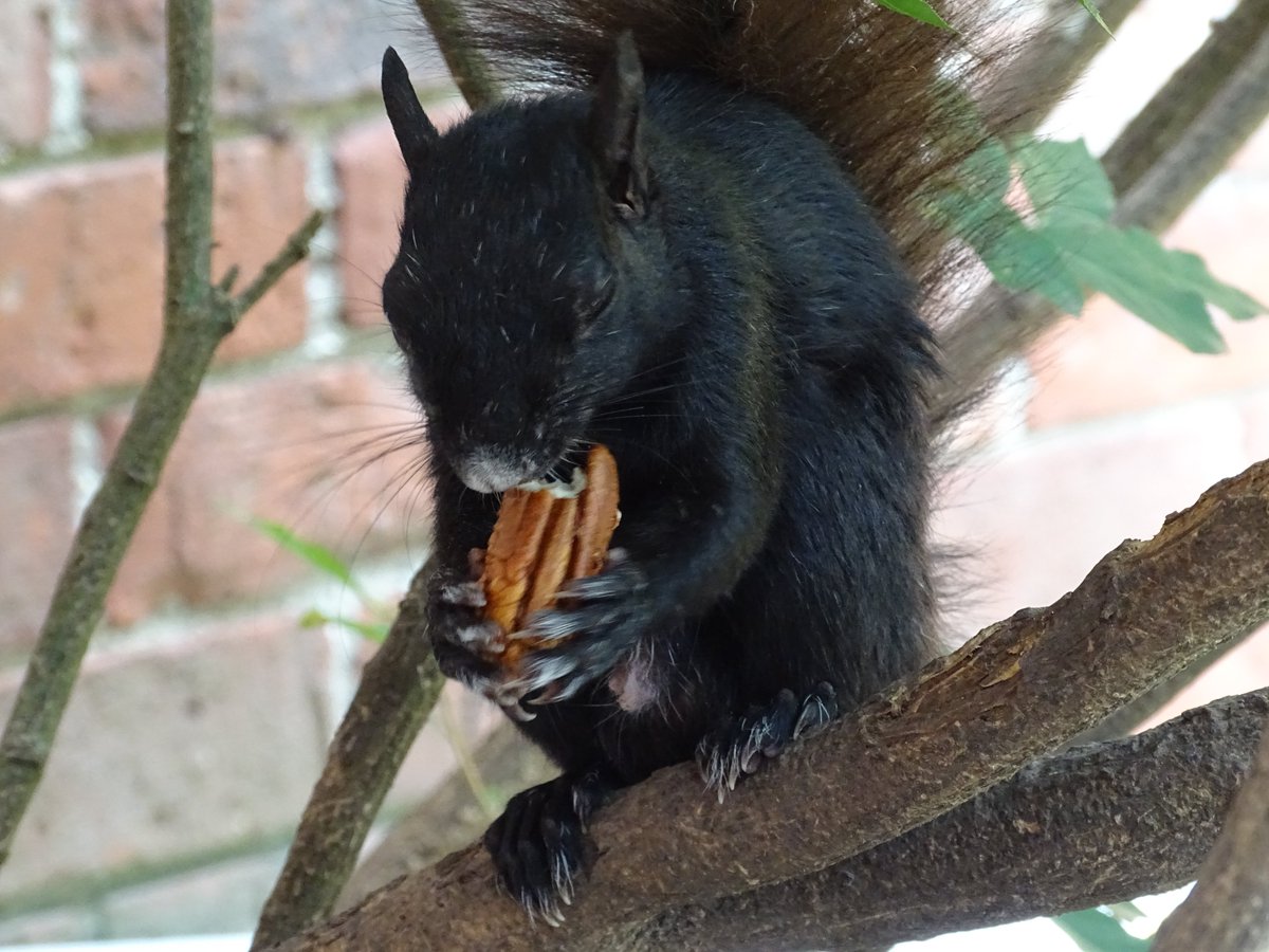 White Nose in bushes