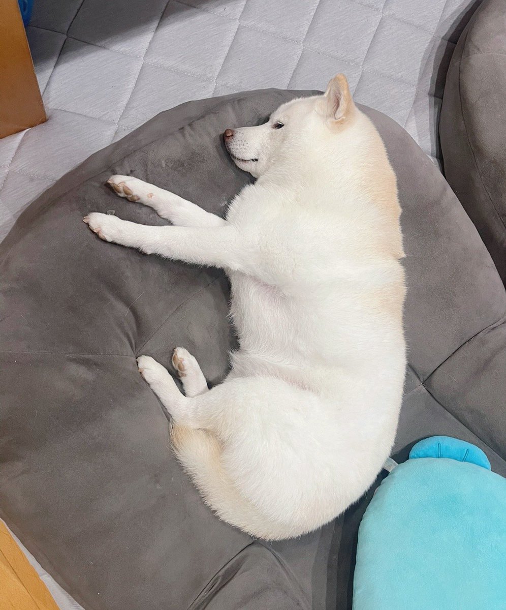 おはようございます😃

＃白柴
＃柴犬のいる暮らし
