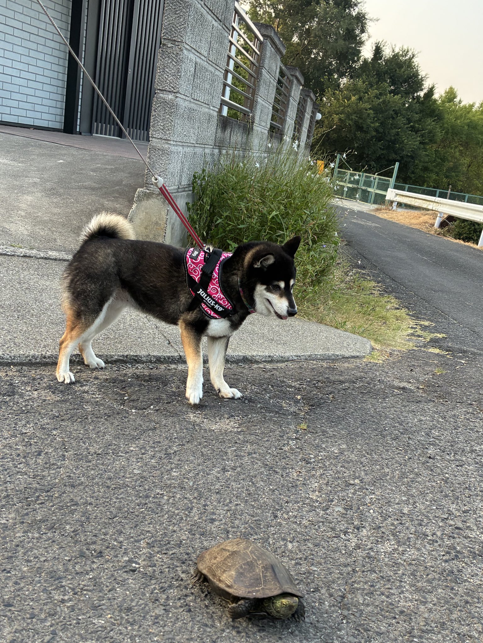 黒柴©️（感謝） あさんぽ涼しい #0731 #黒柴のいる暮らし #黒柴犬部 #黒柴好きな