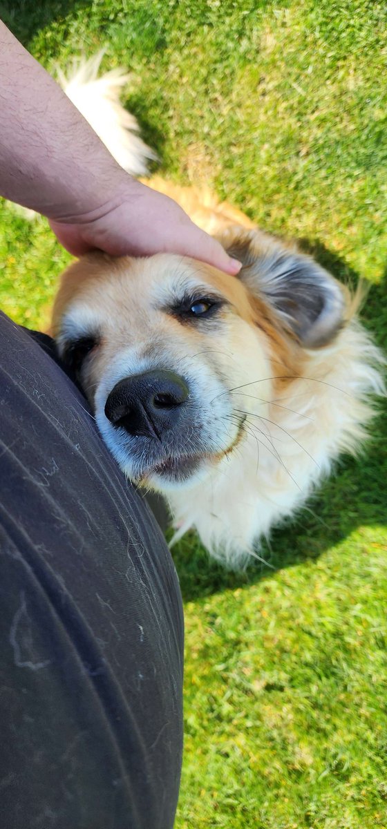 Nasus was a puppy that never grew up. He just got a much bigger body.
Always playful, happy, and rummaging for food. You'll be missed my boy.