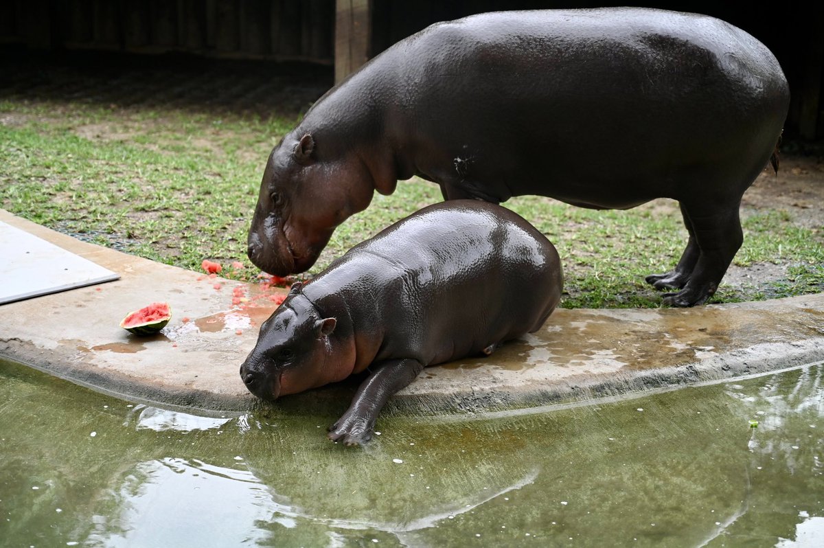 Poppy The Pygmy Hippo πΊπΈ π¦ πΊ (@poppythepygmy) on Twitter photo Belly already full, but wants to stay nearby just in case π₯° Belly already full, but wants to stay nearby just in case π₯°