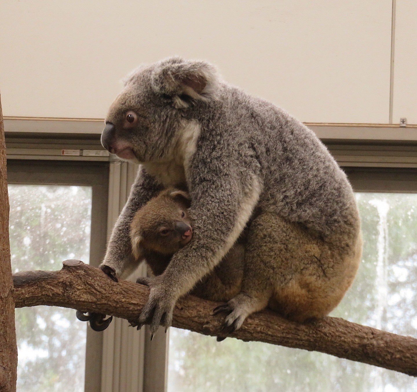 コアラ Kuranda Koala Gardens🐨 オーストラリアと言ったら やっぱり