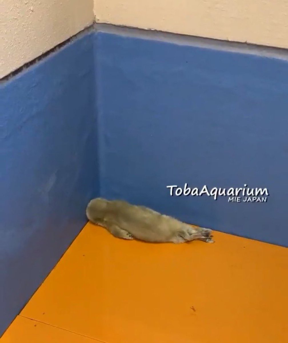 all my serotonin.... gone..... fuck my stupid puppy life