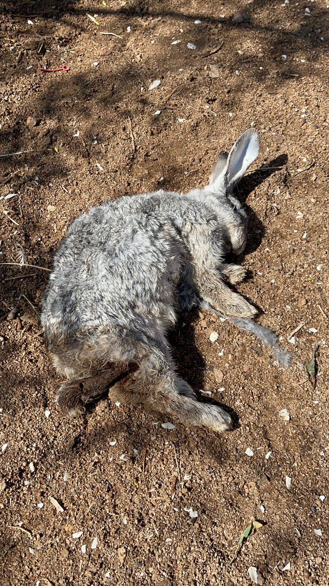 LaSerenaDrone (@laserenadrone) on Twitter photo ALERTA EN EL ROMERAL – SECTOR LOS CORRALES
Desde hace más de una semana, están apareciendo animales muertos sin rastro de heridas visibles, solo con la sangre completamente succionada…
Un llamado urgente a CONAF y autoridades locales para que investiguen
<a href="/conaf_coquimbo/">CONAF Coquimbo</a> ALERTA EN EL ROMERAL – SECTOR LOS CORRALES
Desde hace más de una semana, están apareciendo animales muertos sin rastro de heridas visibles, solo con la sangre completamente succionada…
Un llamado urgente a CONAF y autoridades locales para que investiguen
<a href="/conaf_coquimbo/">CONAF Coquimbo</a>