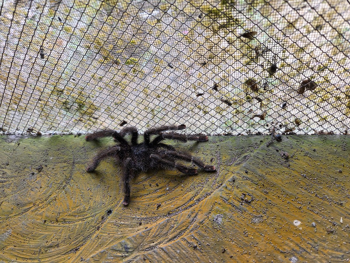 First thing to greet us on arrival to Tanimboca nature reserve....red kneed tarantula