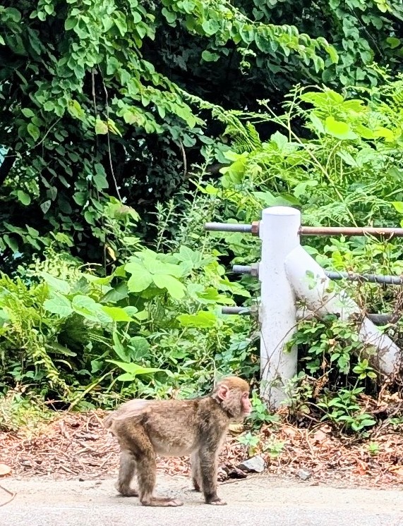 おはようございます🌞

昨日まで新潟富山で車中泊してました😆
日本海、予想以上に魚がいない😭
そして、予想以上に暑い💦
って事で、トレッキングに変更し
遊んでました✨

⏬️子猿🐒