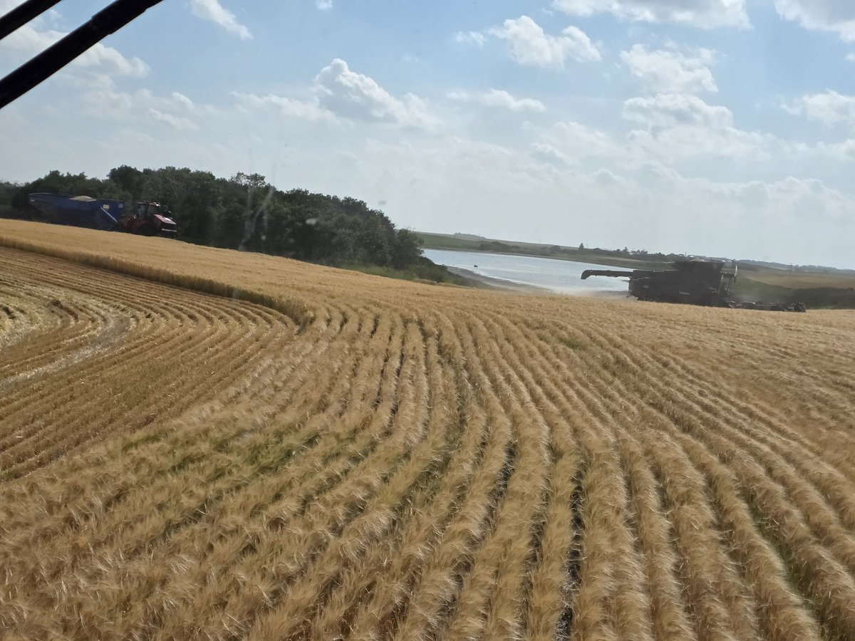 Harvest is a go... kinda.  Moisture is still a bit high.