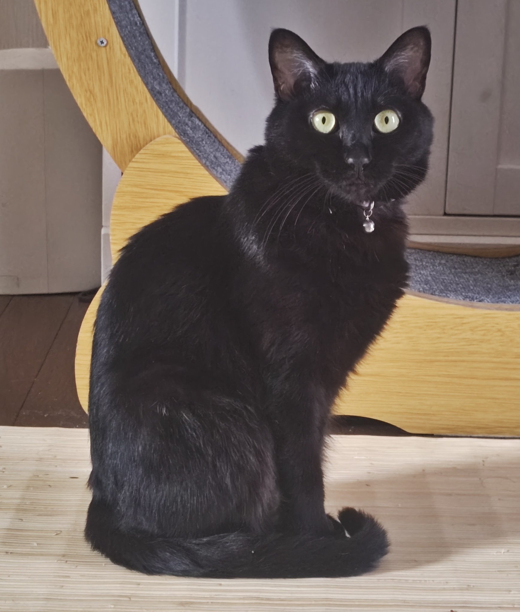 黒猫 30センチ 黒猫@タカシ on X: 