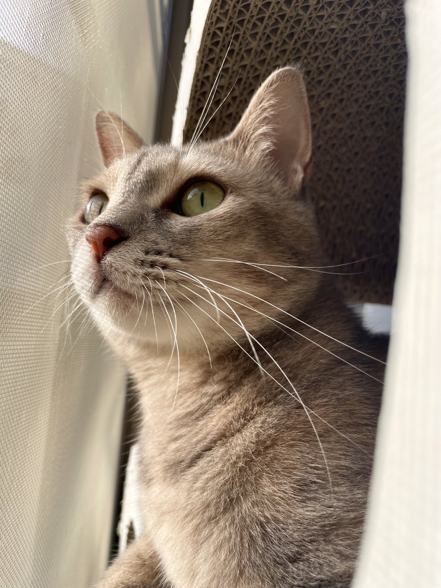 おはにゃん🐈‍⬛🐾☀️