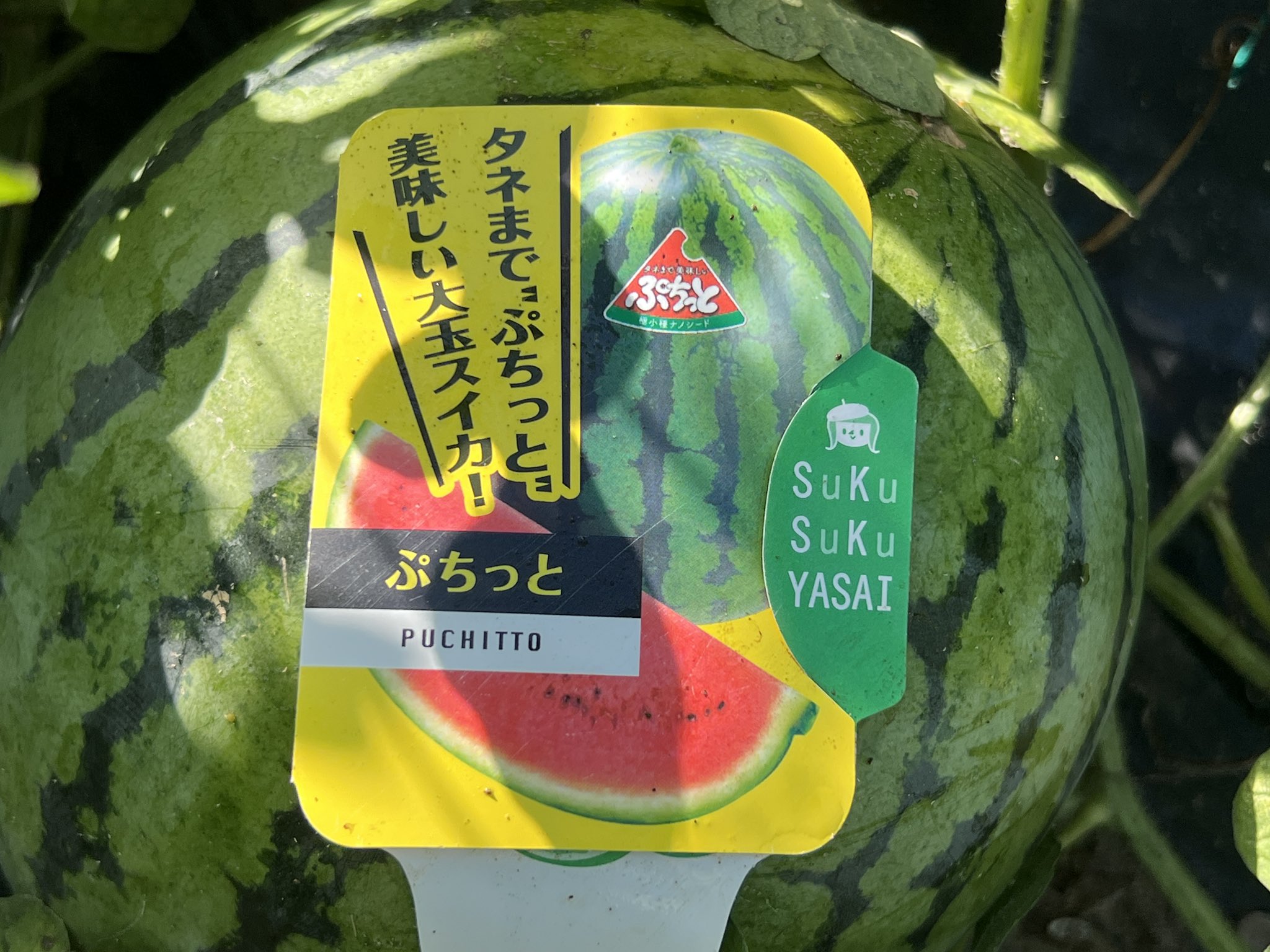 スイカ大好き1m苗・.南米最高峰の美味◆ドワーフ　サンタカタリーナ スイカ大好き1m苗・.南米最高峰の美味◇ドワーフ サンタ