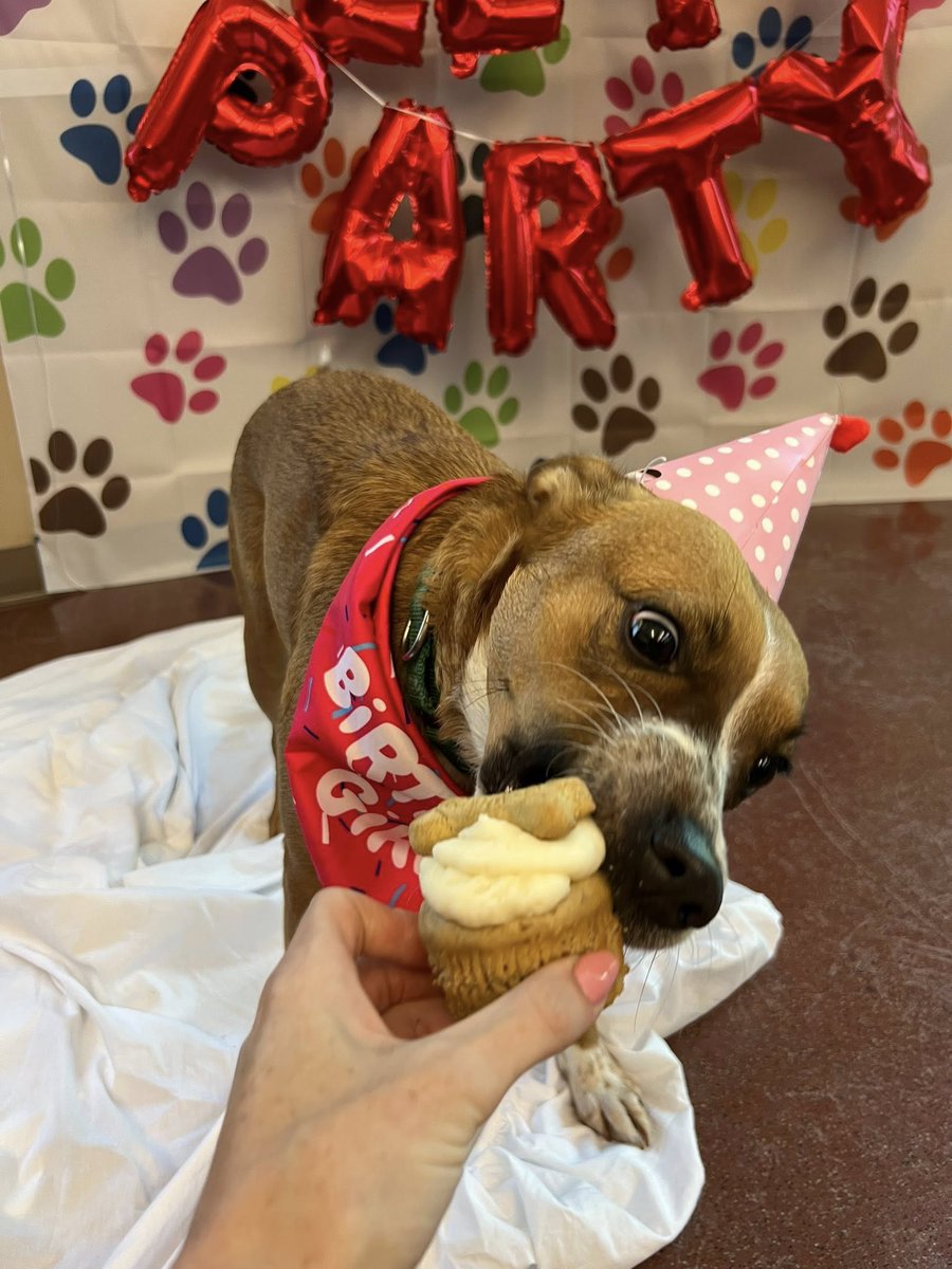 It’s Baby Girl’s #DOGust1st celebration! 🎉 This sweet 4 y/o Cattle Dog mix loves scratches, walks like a pro, and stays cool around barking dogs. Total good girl energy. 💛 Might enjoy a doggy friend too—come meet her! 🐾 #GetYourRescueOn #AdoptBabyGirl #Dogust