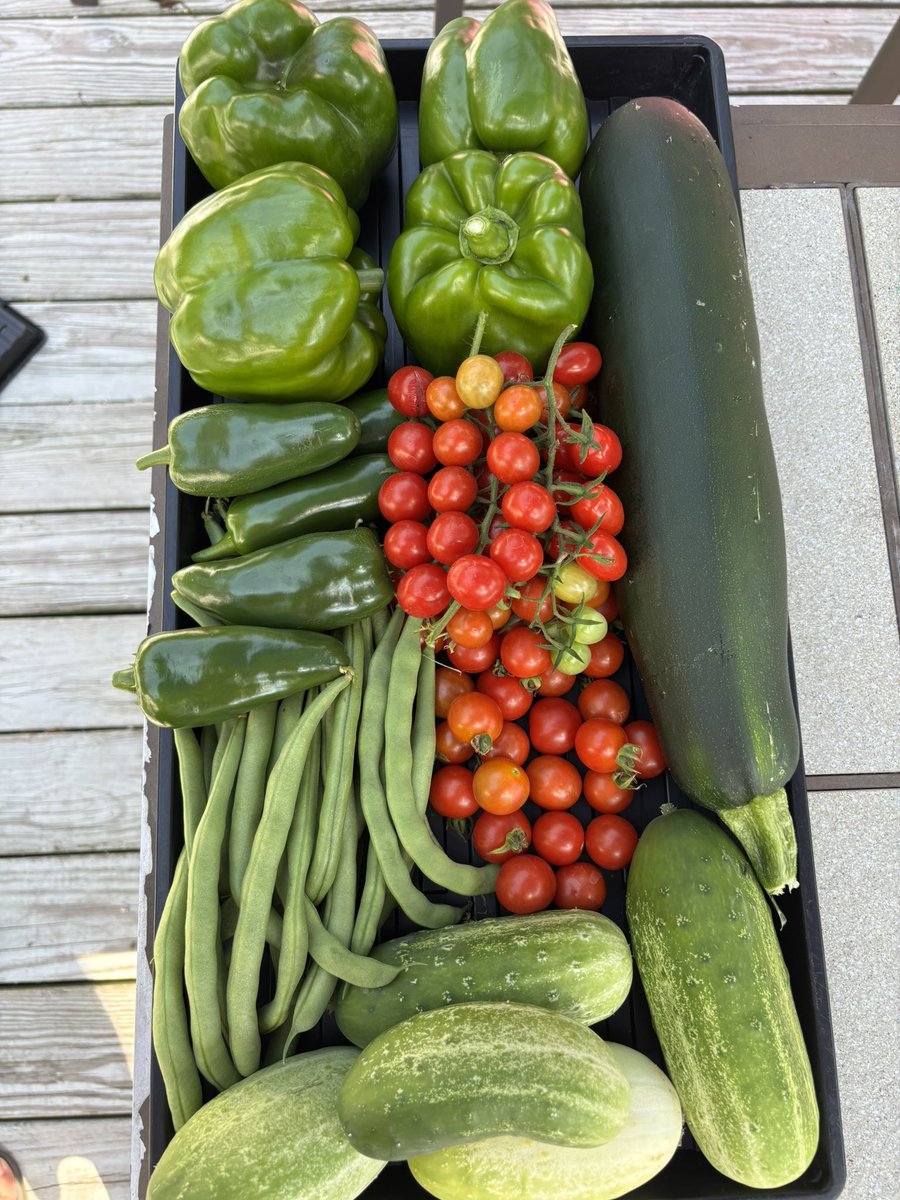 HannisHB's tweet photo. @mtgreenee Here’s our harvest in NY. https://t.co/vvQjtWCJrN
