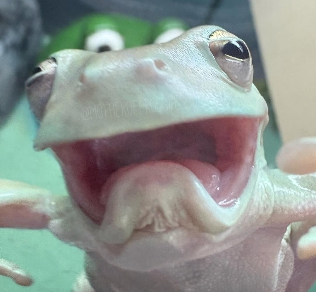 Dr. Ami Keller {VTUBER} 🔞 tweet media