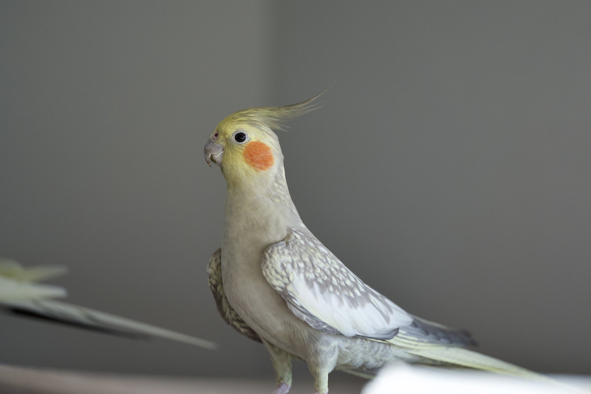 ちぃ　オカメインコ 𝔸𝕞𝕒𝕙𝕚𝕞 🇯🇵🏕️🎣🚲🏃🦜 on X: 