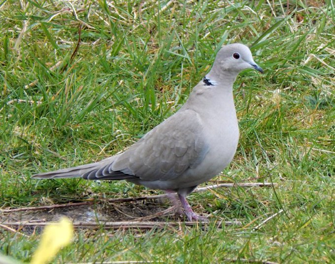 a_london_pigeon's tweet photo. 📷 Parula @Tireebirder #April2016
Collared Dove (Streptopelia decaocto): new arrival at Balephuil today with north east breeze and murk #InnerHebrides #Scotland https://t.co/BEgQPJtsJW