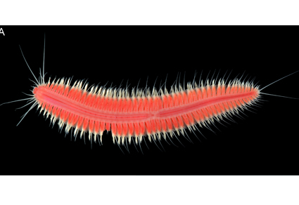 #Parahesione #dudahamra sp. nov., an eye-catching symbiotic worm from the #RedSea, with complementary description and notes on Leocrates giardi Gravier, 1900 (#Annelida: #Phyllodocida: #Hesionidae)
#taxonomy
#newspecies
doi.org/10.11646/zoota…