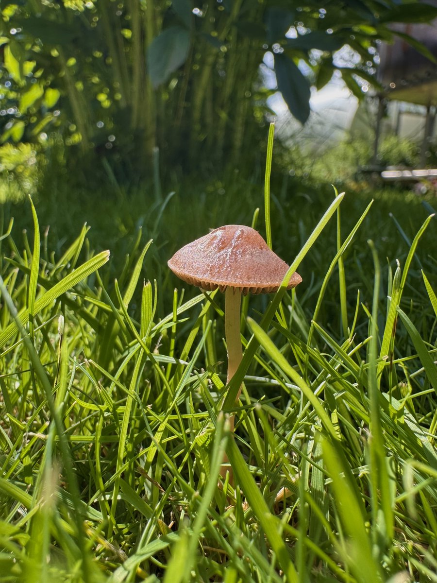 Good evening dear friends 💚

✨inspired by nature itself✨
#wip