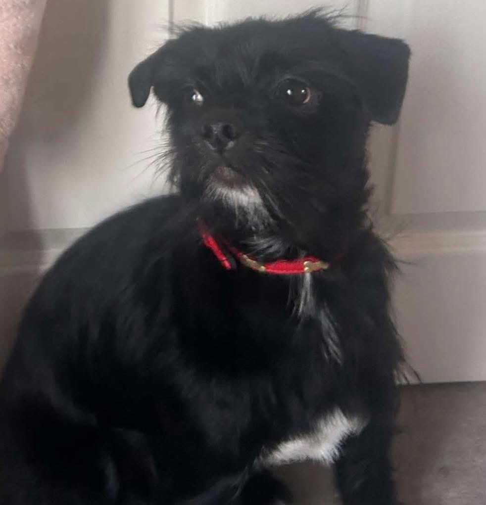 OTTO HAS BEEN SEEN with SMACKHEADS in #Shipley area 🆘 
One was holding his lead up on his shoulder WITH OTTO ON HIS HIND LEGS they were running down the road swinging OTTO around 
Help needed in area pls if you see him 
#police aware #Bradford #CCTV #ringdoorbell #dashcam ?