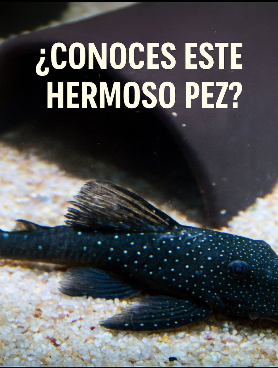 🧵¿Has visto este pez alguna vez?
Se llama plecostomus, pero muchos lo conocen como “pez diablo”.
En acuarios es inofensivo…
Fuera de ellos, es peor que el COVID para los otras especies nativas acuáticas. 1/9