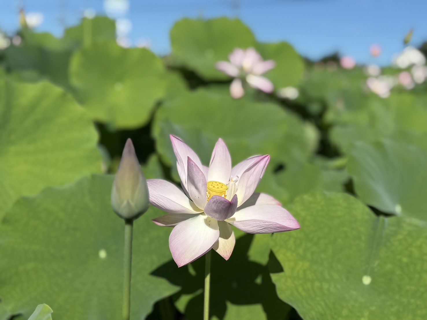 マヌキャン　赤い花畑　200分の51です、縦75 横86大迫力ですよ！ 赤そばの花が満開です – ミサトノ.jp