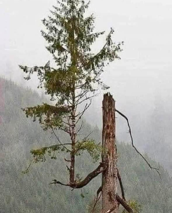 Nasıl başlarsa fırtına
Öyle diner birdenbire
Bir ışık parlar yeniden
Karanlıklar arasından

Umudu kesme yurdundan!