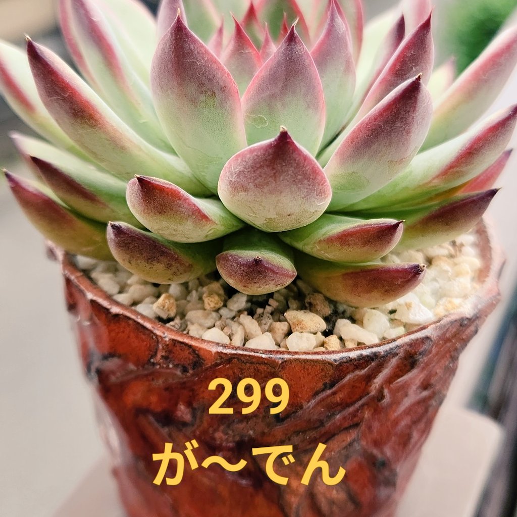 おはようございます🐾

風船が飛んだよ〜🎈✨️

思い返してみると
大きな病気や怪我もなく
多肉事や陶器に向き合う姿勢も変わっていきとても充実した良い年だったなぁと☺️
歳を重ねた次の１年も更に進化していけたらいいな🙌
これからもみんなと一緒に多肉事楽しんでいきたいのでどーぞよろしくね🌱