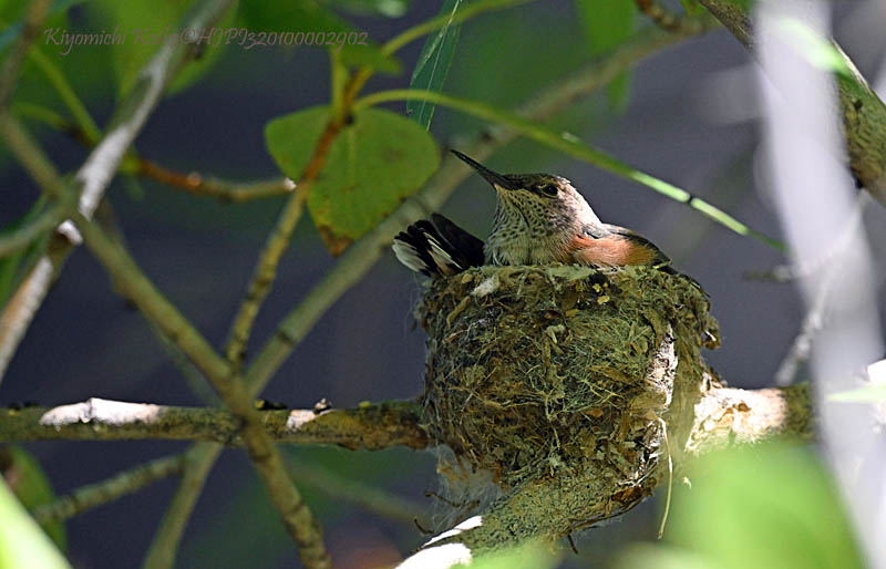ハミングバード 暗闇から鮮やかな赤い光を放つハチドリ Eric Church Hummingbird