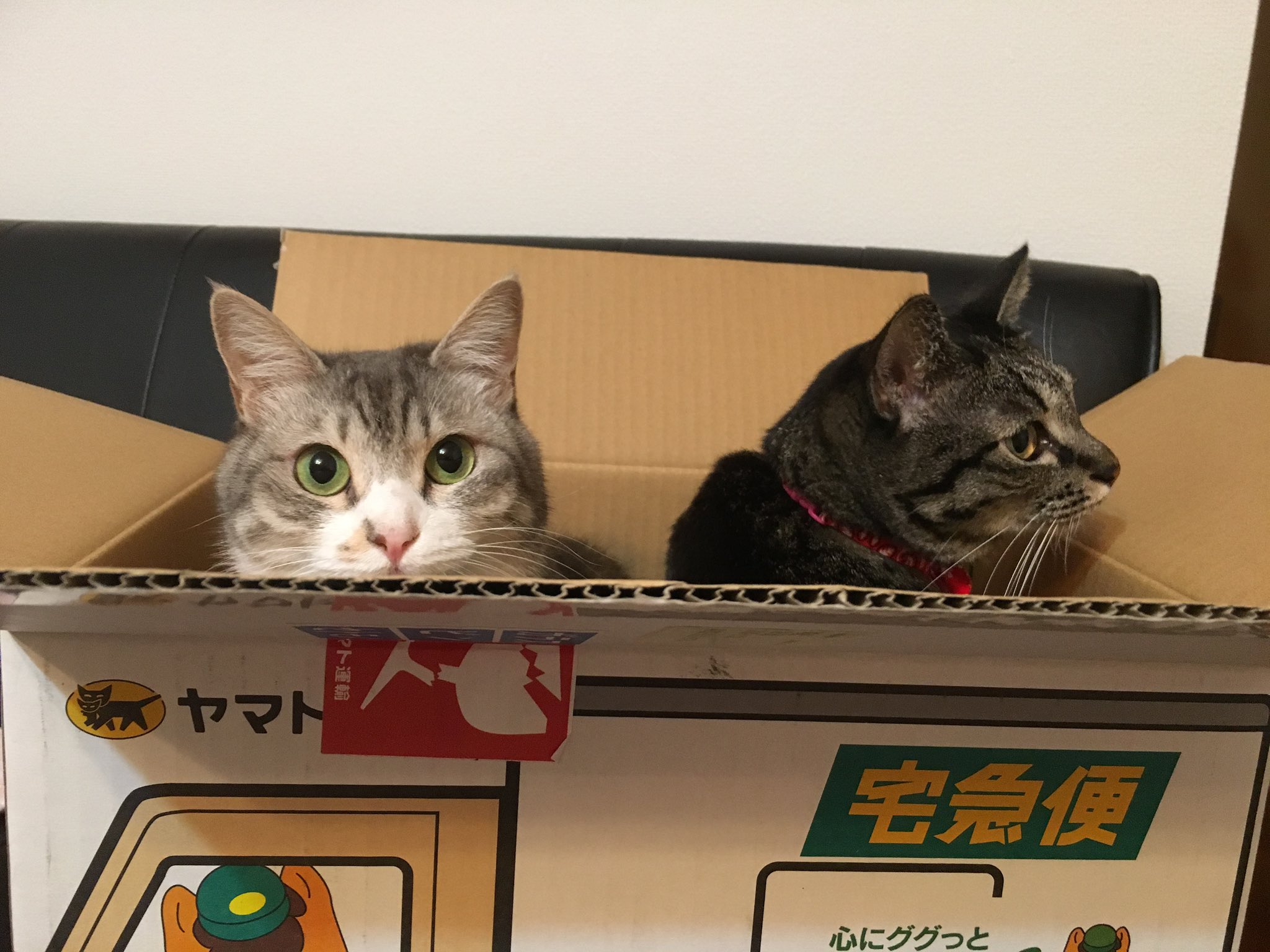 しましま shimashimacat.meow on X: 