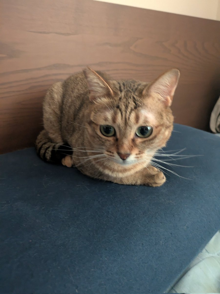 毎朝起きたら、枕に顔こすりつけるおじ好きもみー

#猫のいる暮らし𓏲𓎨