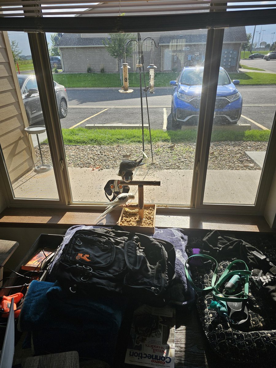 Rhe boys watching the birds